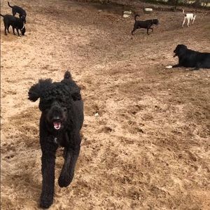 Meet your Posher, Lisa